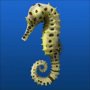 seahorse-2